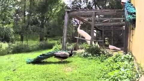 Peacocks fighting and playing tag, Mr. Peacock And Friends