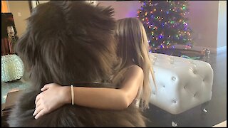 Little girl hugs her huge Newfoundland dog