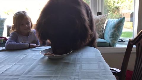 Two-Year-Old Gentle Giant Impatient To Get His Birthday Treat