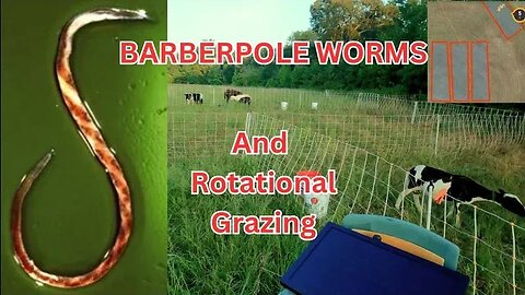 Barberpole Worms and Rotational Grazing Sheep