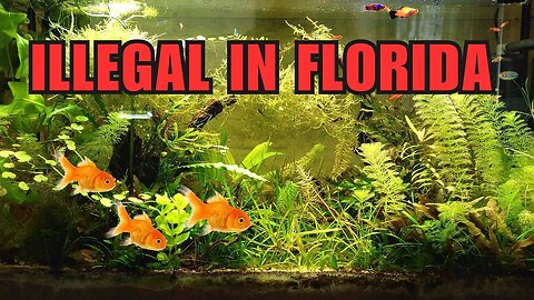 Florida Government to Shut Down Tropical Fish Industry | Less Than 100 Species Approved