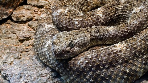 Electrical Worker Spots Rattle Snake, Then Looks Closer and Realizes Something isn't Right