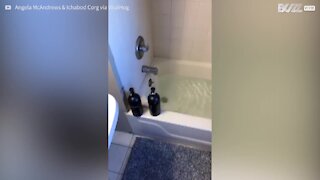 Une femme surprise de trouver son corgi trempé dans sa baignoire