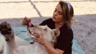 Friendly lioness drops in for tea