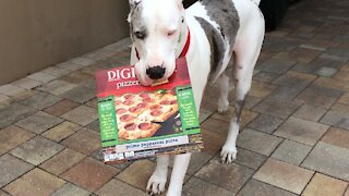 Deaf Great Dane trains to become a pizza delivery boy