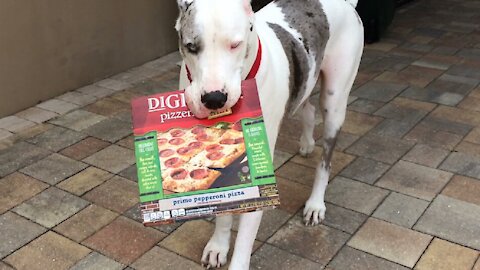Deaf Great Dane trains to become a pizza delivery boy