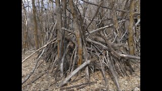 Sasquatch Hunting Blinds Near My Home