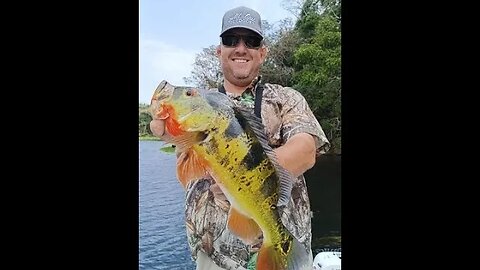 Peacock bass trip, catching peacock bass, fishing Panama, fishing video 2023