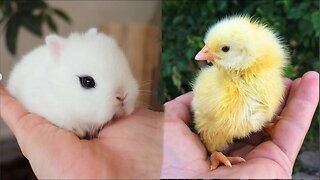 Cute baby animals Videos Compilation cute moment of the animals - Cutest Animals #16