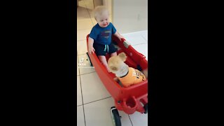 Baby and Puppy Love Riding Together in the Wagon - Cuteness Overload