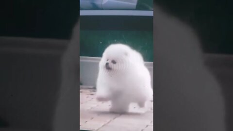 Cutest Puppy Run to Award the Owner with a Very Happy and Cute Moment