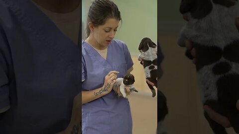 Different Markings On A German Shorthaired Pointer