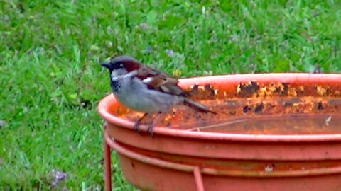 IECV NV #504 - 👀 House Sparrows Drinking At The Bird Bath 4-27-2018