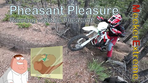 Pheasant Pleasure on the Singletrack