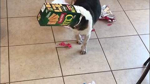 Dog Gets Caught After Making A Huge Mess