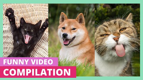 Funny Animal Videos 2024: Hilarious Dogs and Cats Compilation | Best Pet Moments