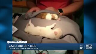 Reward offered after puppies shot with BB gun