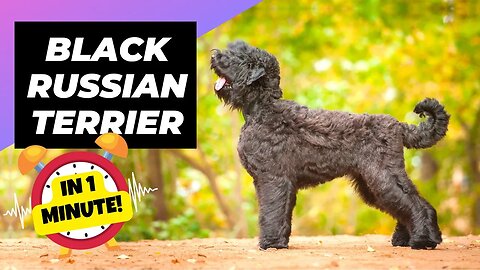 Black Russian Terrier - In 1 Minute! 🐶 One Of The Biggest Dog Breeds In The World | 1 Minute Animals