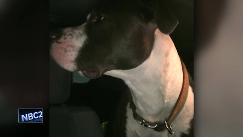 Man says he saved dog from cold car