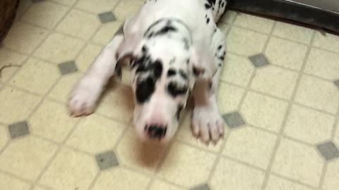 Great Dane puppy wriggles through tiny cat door