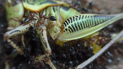 Time lapse captures ants & bees dissecting grasshopper