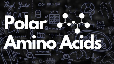 Polar Amino Acids and Serine, Threonine, and Tyrosine Phosphorylation | MCAT 2021