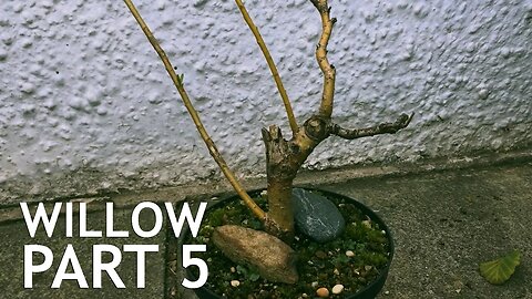 Weeping Willow Bonsai, From Cutting, 5