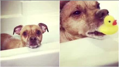 Benessere e relax: il cane ha bisogno di un bel bagno caldo!