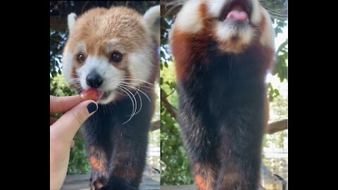 Red Panda Eat Grapes