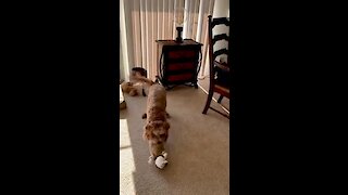 Crazy Labradoodle goes nuts over her toy