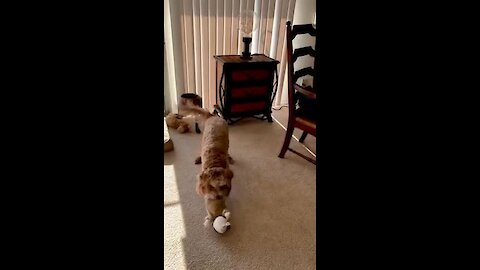 Crazy Labradoodle goes nuts over her toy