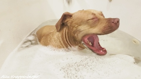 Pit Bull Falls Asleep in Bath Tub