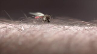 Mosquito takeover in Michigan caused by heavy rainfall