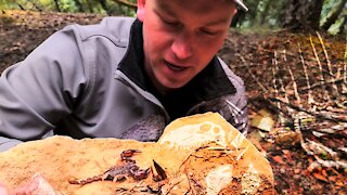 Finding Ancient Fossils in Oregon Forest