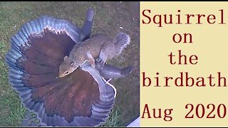Squirrel on the birdbath in Our Wildlife Oasis - August 2020