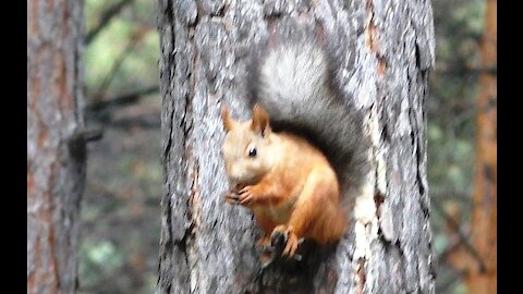A squirrel on a tree nibbles a nut