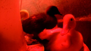 Pekin and Cayuga Ducklings Playing and Sleeping around a Camera