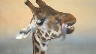 Giraffe makes funny faces while using tongue as toothpick