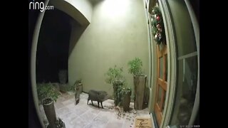 KEEP YOUR DISTANCE! Javelina found in North Scottsdale - ABC15 Digital