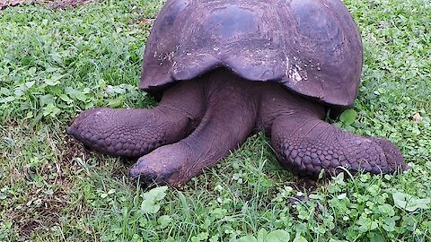 Giant tortoise appears dead but is actually sleeping in the sunshine