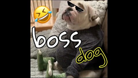 Boss dog 🐕🐕