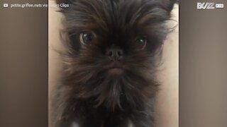 Chien adorable avec barbe épique !