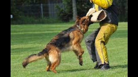 Training a Guard Dog Step by Step