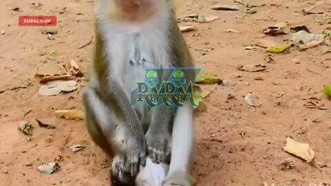 INFANT Monkey (ALBA) & how her mom (ANNA) makes her life MISERABLE!! {ALBA-2.0}
