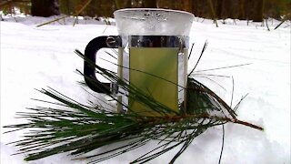 Making Pine Needle Tea