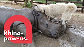 This is the incredible bond between a dog and a rhino