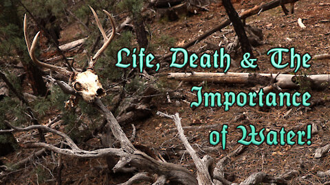 Life, Death & The Importance of Water!