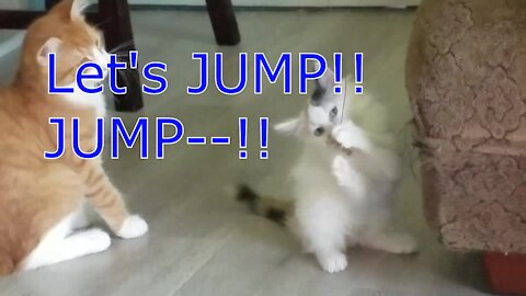 Cat-nanny - Let's jump!! Jump!!