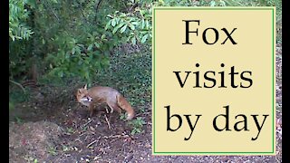 Fox visits by day at Our Wildlife Oasis