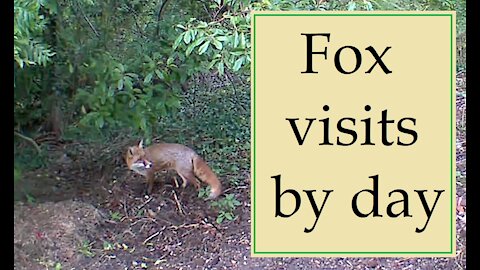 Fox visits by day at Our Wildlife Oasis